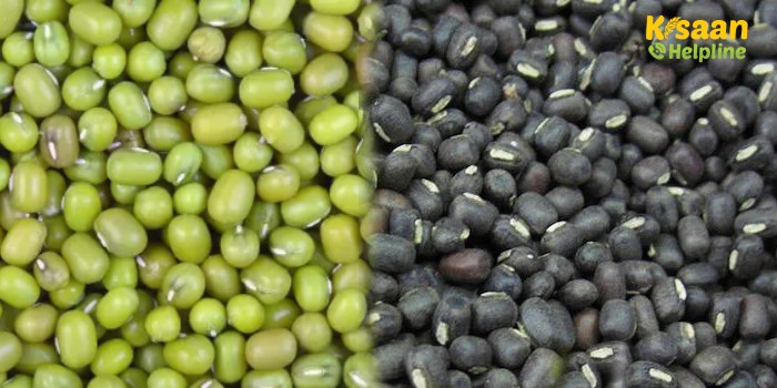 मध्य प्रदेश के किसानों के लिए खुशखबरी, समर्थन मूल्य पर मूंग और उड़द खरीदी के लिए पंजीयन 8 से 19 मई तक मध्य प्रदेश के किसानों के लिए खुशखबरी, समर्थन मूल्य पर मूंग और उड़द खरीदी के लिए पंजीयन 8 से 19 मई तक