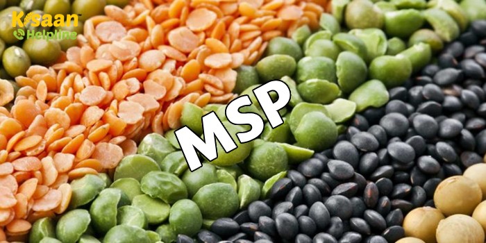 किसानों के लिए खुशखबरी, कैबिनेट ने धान, उड़द, मूंग, अरहर, मक्का सहित इन फसलों के लिए MSP बढ़ाने को दी मंजूरी किसानों के लिए खुशखबरी, कैबिनेट ने धान, उड़द, मूंग, अरहर, मक्का सहित इन फसलों के लिए MSP बढ़ाने को दी मंजूरी
