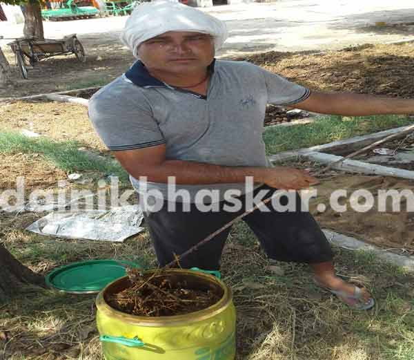 किसान का कमालः खट्टी लस्सी से बना दिया जैविक कीटनाशक, बाजारी कीटानाशक फेल