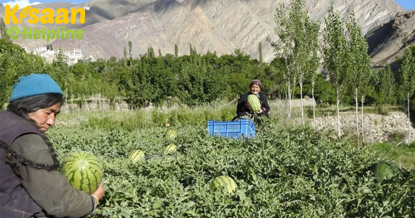 अगले पांच साल में जैविक प्रदेश होगा लद्दाख, सेना की मदद से शुरू होगा ग्रीनहाउस प्रोजेक्ट अगले पांच साल में जैविक प्रदेश होगा लद्दाख, सेना की मदद से शुरू होगा ग्रीनहाउस प्रोजेक्ट