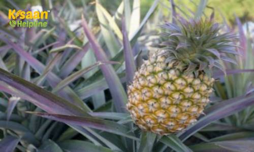 अनानास (Pineapple) के पौधे को घर पर उगाने का आसान तरीका