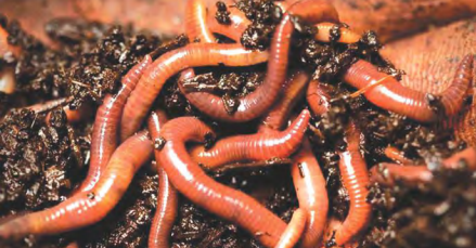 वर्मीकम्पोस्ट के लाभ, जाने क्यों उत्तम है फसल और आपकी खेती के लिए