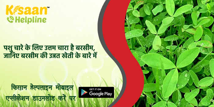 पशु चारे के लिए उत्तम चारा है बरसीम, जानिए बरसीम की उन्नत खेती के बारे में