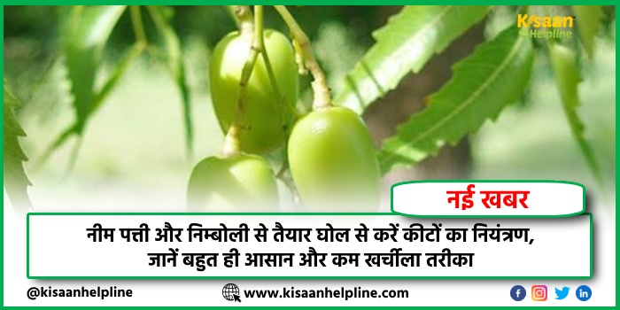 नीम पत्ती और निम्बोली से तैयार घोल से करें कीटों का नियंत्रण, जानें बहुत ही आसान और कम खर्चीला तरीका नीम पत्ती और निम्बोली से तैयार घोल से करें कीटों का नियंत्रण, जानें बहुत ही आसान और कम खर्चीला तरीका
