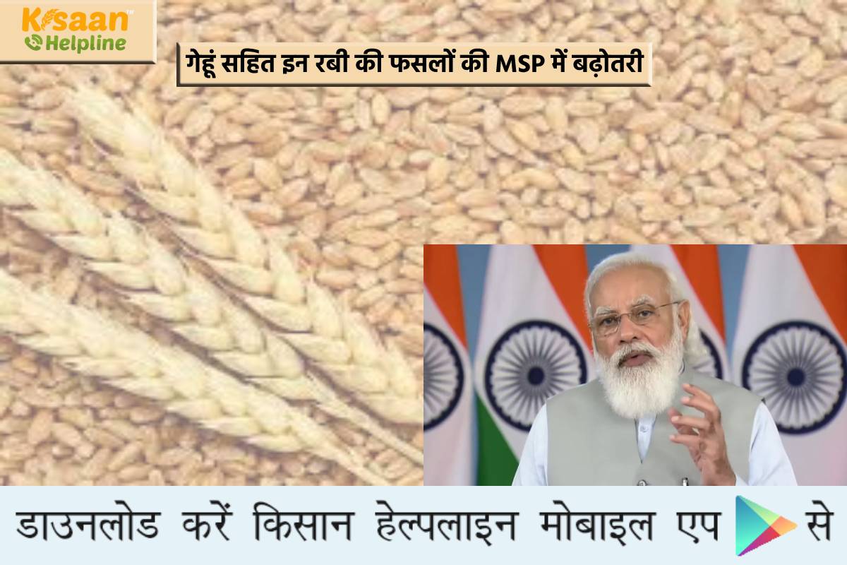 किसानों के लिए खुशखबर: गेहूं सहित इन रबी की फसलों की MSP में बढ़ोतरी, जानिए इससे जुड़ी जानकारी किसानों के लिए खुशखबर: गेहूं सहित इन रबी की फसलों की MSP में बढ़ोतरी, जानिए इससे जुड़ी जानकारी