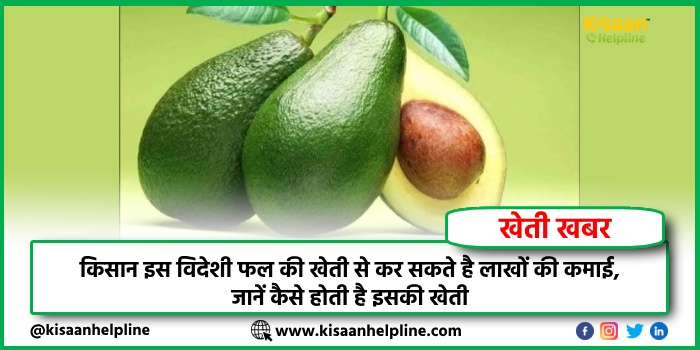 किसान इस विदेशी फल की खेती से कर सकते है लाखों की कमाई, जानें कैसे होती है इसकी खेती