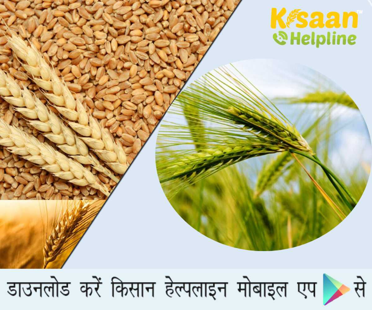 गेहूं यह किस्म देगी कम समय में बंपर उत्पादन, जानिए गेहूं की इस किस्म के बारे में