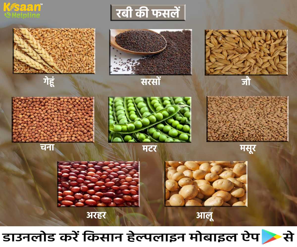 नवम्बर माह में कीजिये इन फसलों की खेती, जानिए खेती संबंधित महत्वपूर्ण सुझाव