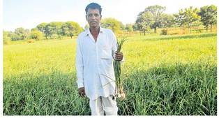 खेती का तरीका बदला तो सब्जियों से आई खुशहाली खेती का तरीका बदला तो सब्जियों से आई खुशहाली