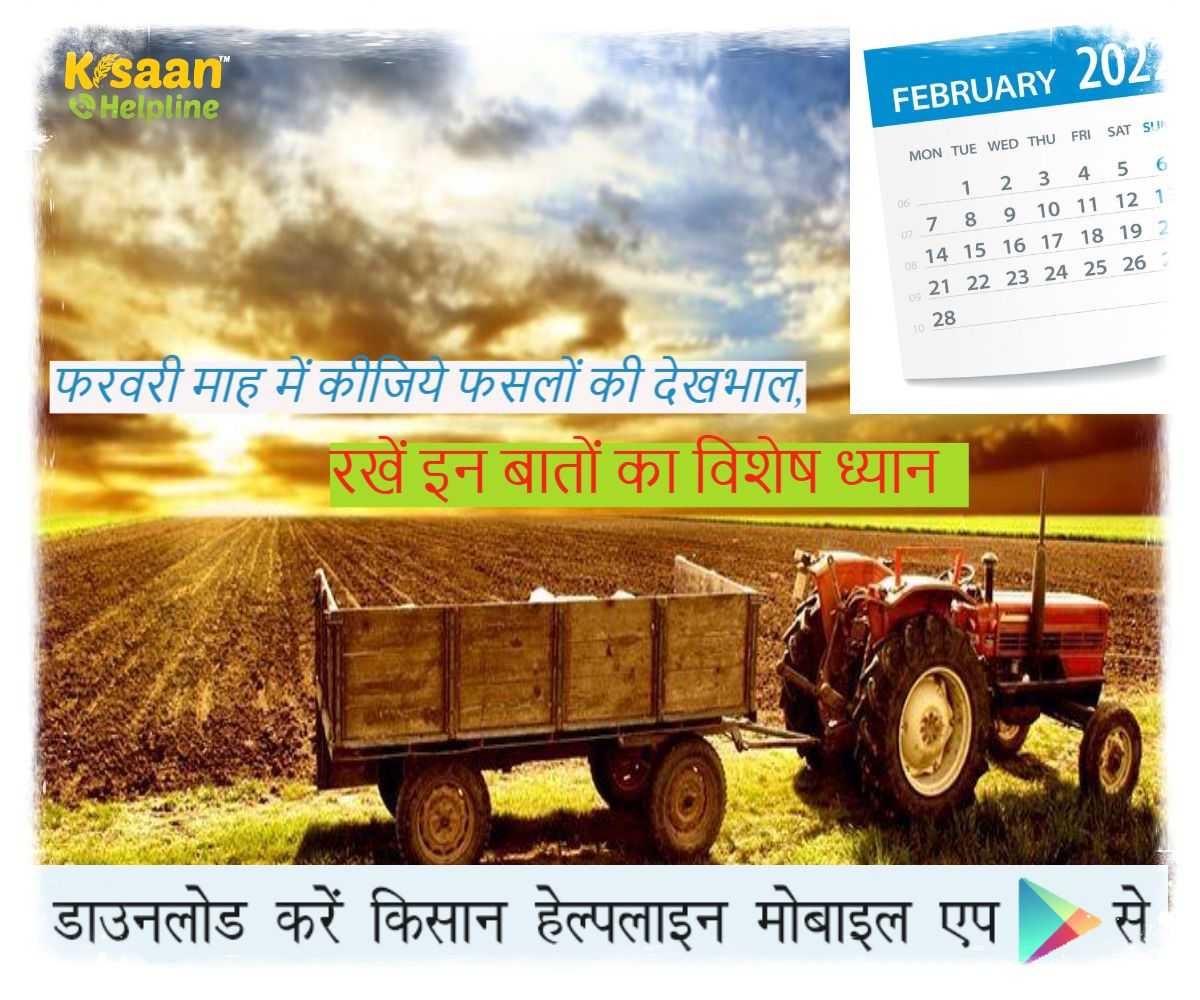 फरवरी माह में कीजिये फसलों की देखभाल और रखें इन बातों का विशेष ध्यान फरवरी माह में कीजिये फसलों की देखभाल और रखें इन बातों का विशेष ध्यान
