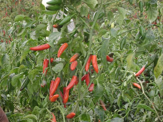 भारतीय वनस्पति अनुसंधान द्वारा खोजे गए, बुलेट साइज़ अद्वितीय काली मिर्च खाड़ी देशों तक पहुंची भारतीय वनस्पति अनुसंधान द्वारा खोजे गए, बुलेट साइज़ अद्वितीय काली मिर्च खाड़ी देशों तक पहुंची