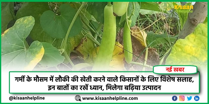 गर्मी के मौसम में लौकी की खेती करने वाले किसानों के लिए विशेष सलाह, इन बातों का रखें ध्यान, मिलेगा बढ़िया उत्पादन
