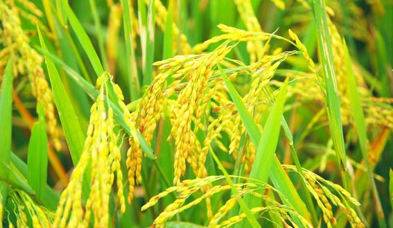 जी हाँ, मध्य प्रदेश भी शामिल होगा बासमती उत्पादक राज्यों में जी हाँ, मध्य प्रदेश भी शामिल होगा बासमती उत्पादक राज्यों में