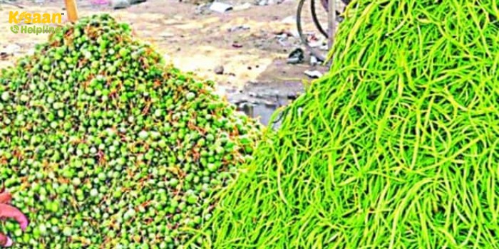 इस सब्जी के हैरान कर देने वाले भाव, अमेरिकन बादाम से भी महंगी, 1200 रुपए किलो बिक रही यह सब्जी इस सब्जी के हैरान कर देने वाले भाव, अमेरिकन बादाम से भी महंगी, 1200 रुपए किलो बिक रही यह सब्जी