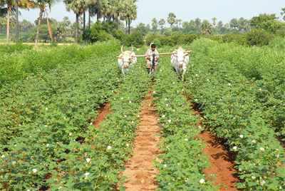 किसान पंजाब-हरियाणा में कपास की बुआई में भारी गिरावट किसान पंजाब-हरियाणा में कपास की बुआई में भारी गिरावट