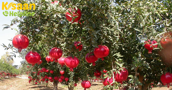 सिंदूरी अनार के एक पेड़ से 100 किलो उपज, जानिए खेती का सही तरीका सिंदूरी अनार के एक पेड़ से 100 किलो उपज, जानिए खेती का सही तरीका