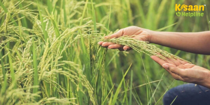 खरीफ की 17 फसलों पर बढ़ाई गई MSP, कैबिनेट बैठक में किसानों के हित में लिया बड़ा फैसला खरीफ की 17 फसलों पर बढ़ाई गई MSP, कैबिनेट बैठक में किसानों के हित में लिया बड़ा फैसला