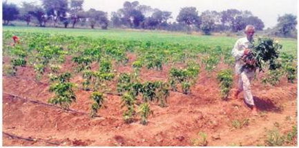 वायरस से प्रभावित फसल से नहीं मिली राहत वायरस से प्रभावित फसल से नहीं मिली राहत