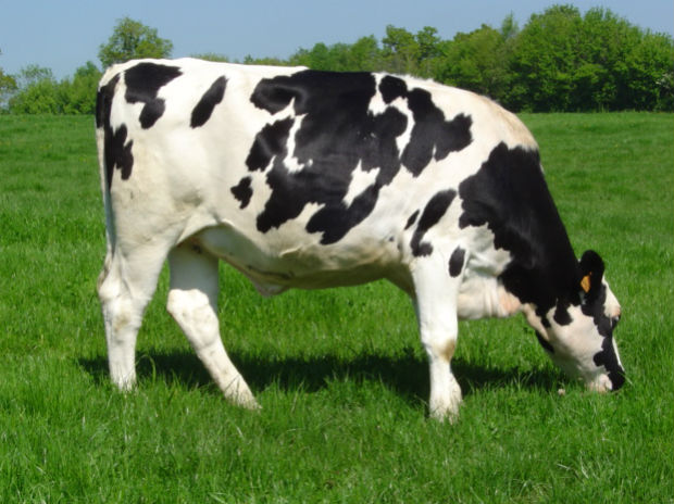 पशुओं के आहार को लेकर न करें गलतियां, समझदारी से काम ले पशुओं के आहार को लेकर न करें गलतियां, समझदारी से काम ले