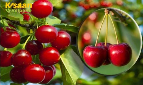 खट्टी-मीठी चेरी की उन्नत खेती, जानिए वैज्ञानिक पद्धति से खेती करने का तरीका