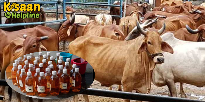 खेती में गौमूत्र का उपयोग कर किसान भाई बढ़ा सकते है अपनी आमदनी, जानिए गोमूत्र के उपयोग के बारे में खेती में गौमूत्र का उपयोग कर किसान भाई बढ़ा सकते है अपनी आमदनी, जानिए गोमूत्र के उपयोग के बारे में