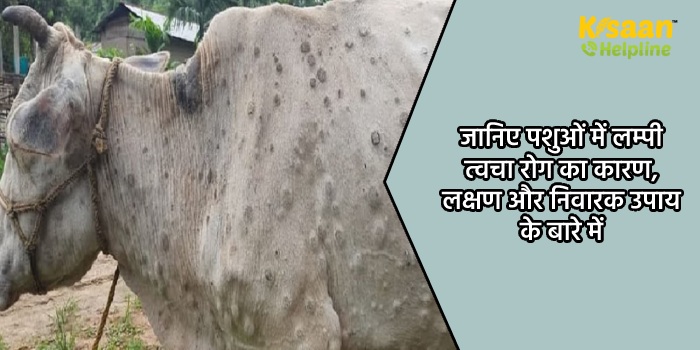 जानिए पशुओं में लम्पी त्वचा रोग का कारण, लक्षण और निवारक उपाय के बारे में जानिए पशुओं में लम्पी त्वचा रोग का कारण, लक्षण और निवारक उपाय के बारे में