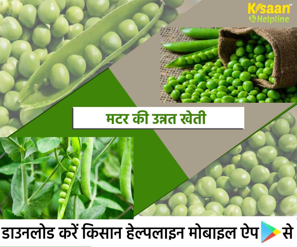 मटर की खेती: मटर की अच्छी उपज प्राप्त करने के लिए प्रमुख पॉँच बिंदु