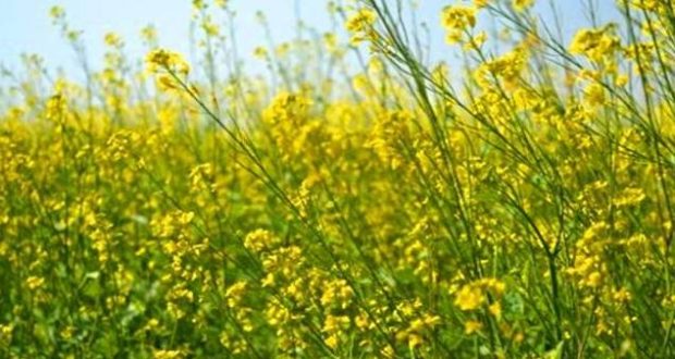 कैसे करे सरसो की श्री विधि से बुवाई, जाने कुछ जरुरी जानकारी कैसे करे सरसो की श्री विधि से बुवाई, जाने कुछ जरुरी जानकारी