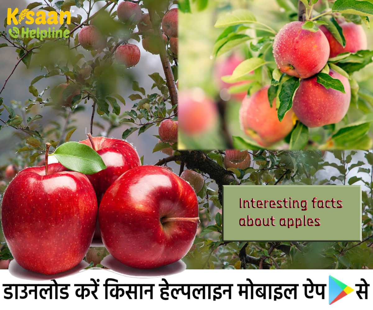 रोचक तथ्य: जानिए सेब के बारे में चौंकाने वाले तथ्य