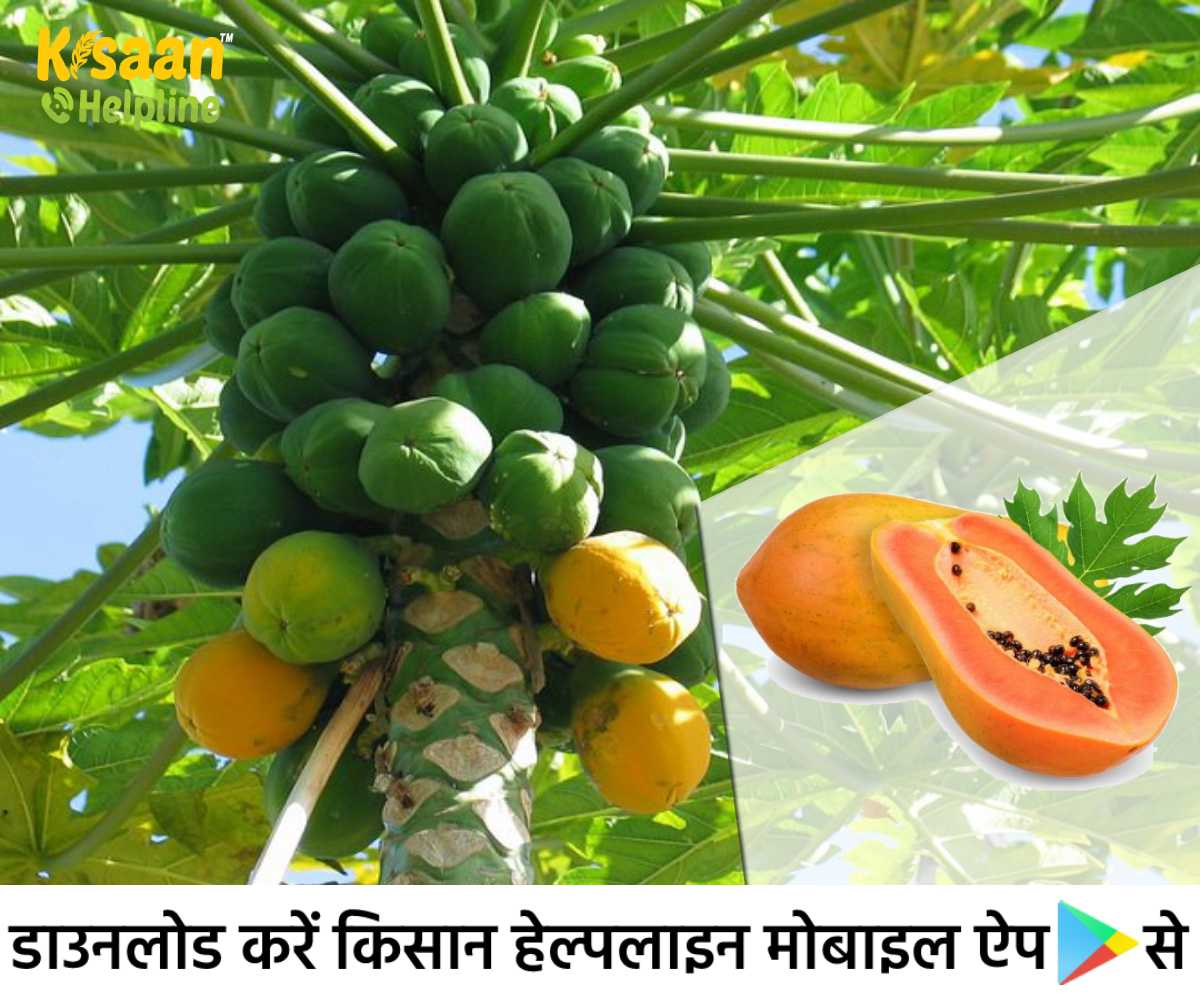 आदिवासी किसानों की आजीविका सुरक्षा सुनिश्चित करने के लिए पपीते की वैज्ञानिक खेती: झारखंड में एक सफलता की कहानी