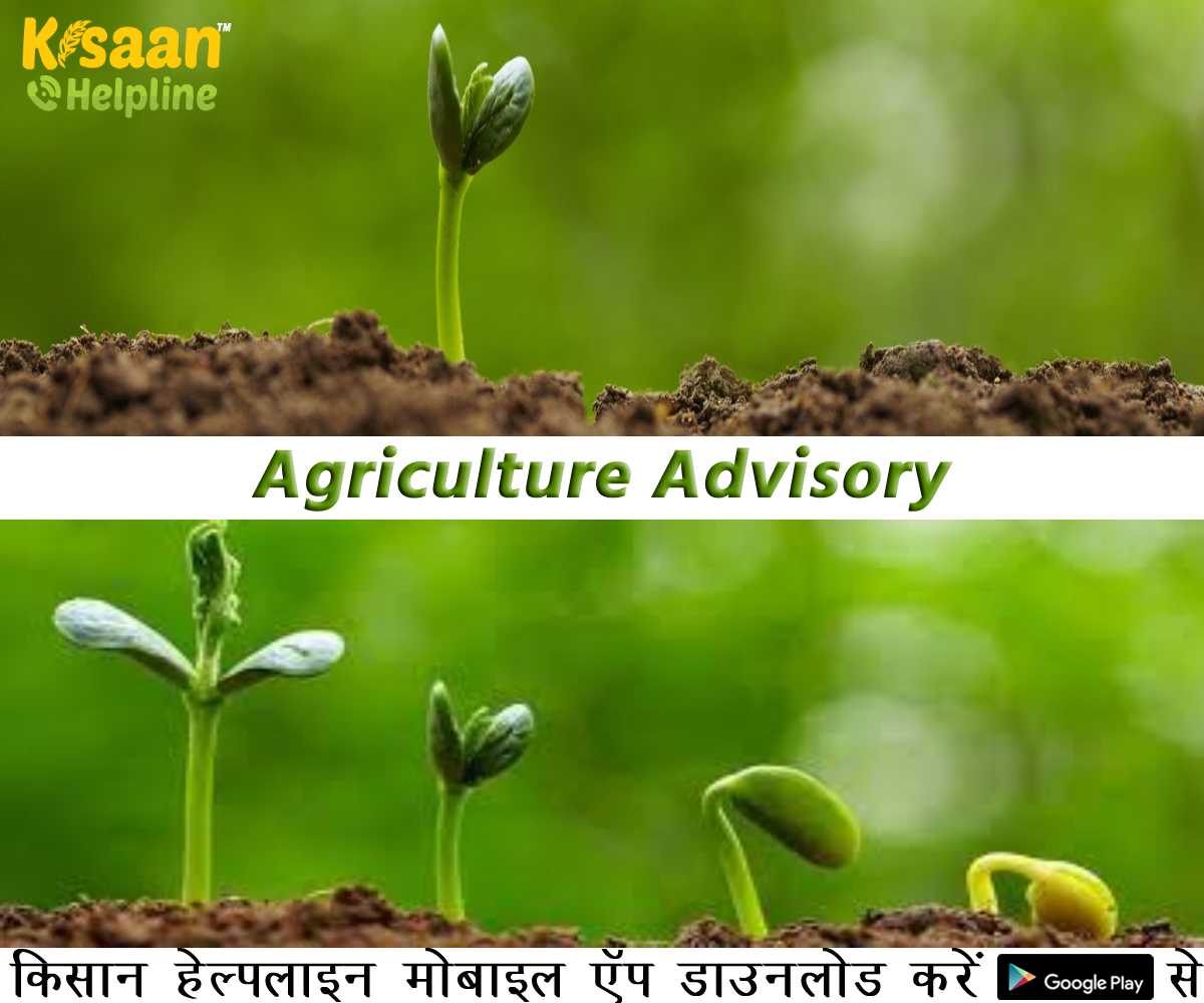 Agriculture Advisory: कृषि भौतिकी संभाग के कृषि वैज्ञानिकों के अनुसार किसानों को निम्न कृषि कार्य करने की दी जाती है सलाह Agriculture Advisory: कृषि भौतिकी संभाग के कृषि वैज्ञानिकों के अनुसार किसानों को निम्न कृषि कार्य करने की दी जाती है सलाह