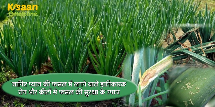 जानिए प्याज की फसल में लगने वाले हानिकारक रोग और कीटों से फसल की सुरक्षा के उपाय