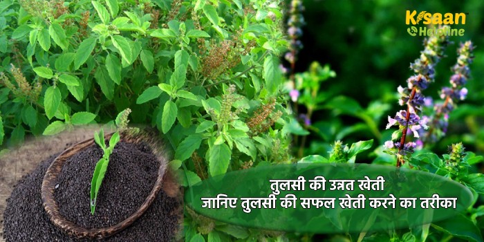 तुलसी की उन्नत खेती : जानिए तुलसी की सफल खेती करने का तरीका