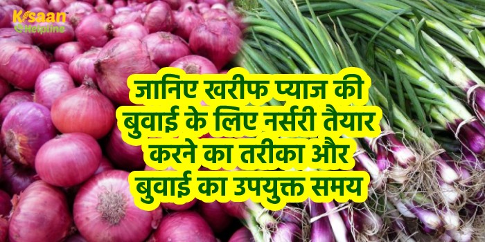 जानिए खरीफ प्याज की बुवाई के लिए नर्सरी तैयार करने का तरीका और बुवाई का उपयुक्त समय