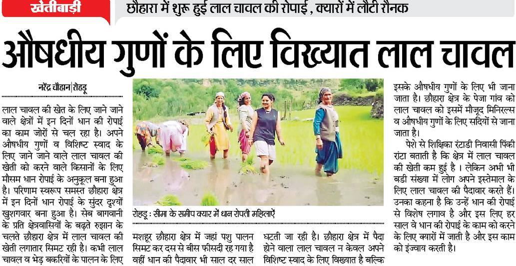 औषधीय गुणों के लिए विख्यात लाल चावल, शुरू हुई लाल चावल की रोपाई औषधीय गुणों के लिए विख्यात लाल चावल, शुरू हुई लाल चावल की रोपाई