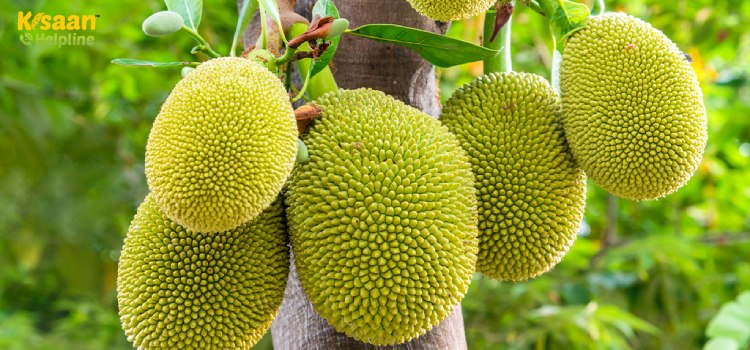 वैज्ञानिकों ने की कटहल अनोखी किस्मों की खोज, जानें क्या है इसकी विशेषता, कैसे होगा किसानों को फायदा