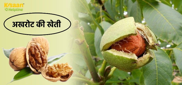 अखरोट की खेती: अखरोट के सिर्फ एक पेड़ से कमा सकते है इतने रूपये, इसकी खेती कर सकती है आपको भी मालामाल