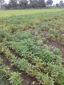 सोयाबीन में इल्लियों व बीमारियों की रोकथाम करने के उपाय करे