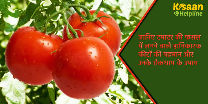 जानिए टमाटर की फसल में लगने वाले हानिकारक कीटों की पहचान और उनके रोकथाम के उपाय