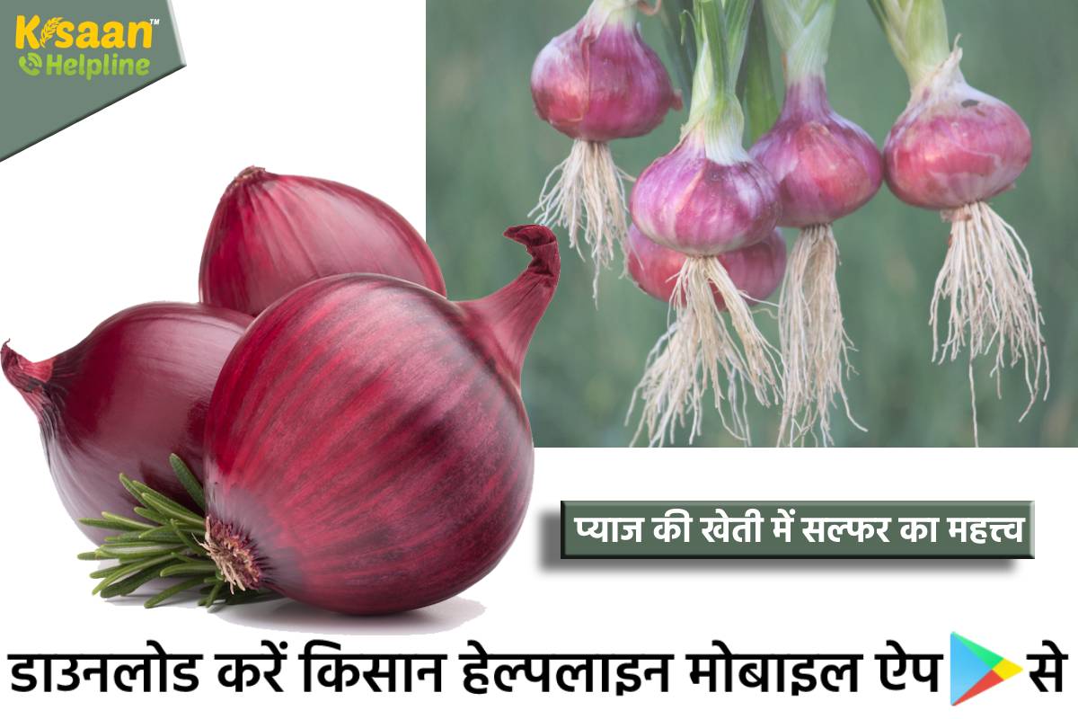 प्याज के अच्छे विकास के लिए आवश्यक है पोषक तत्व, जानिए प्याज की खेती में सल्फर का महत्त्व