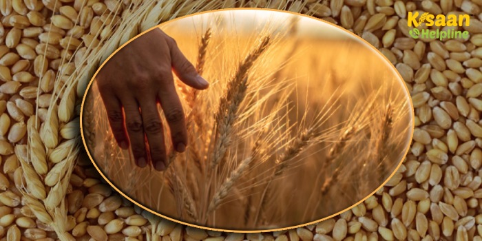 गेहूं की यह नई किस्म देगी तगड़ा मुनाफा, बेकरी उत्पादों के लिए सर्वोत्तम, जानिए इसकी खासियत के बारे में