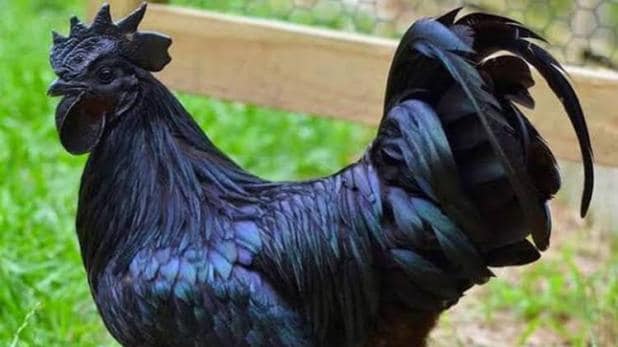 झाबुआ का कड़कनाथ अब पुरे मध्य प्रदेश में मिलेगा झाबुआ का कड़कनाथ अब पुरे मध्य प्रदेश में मिलेगा