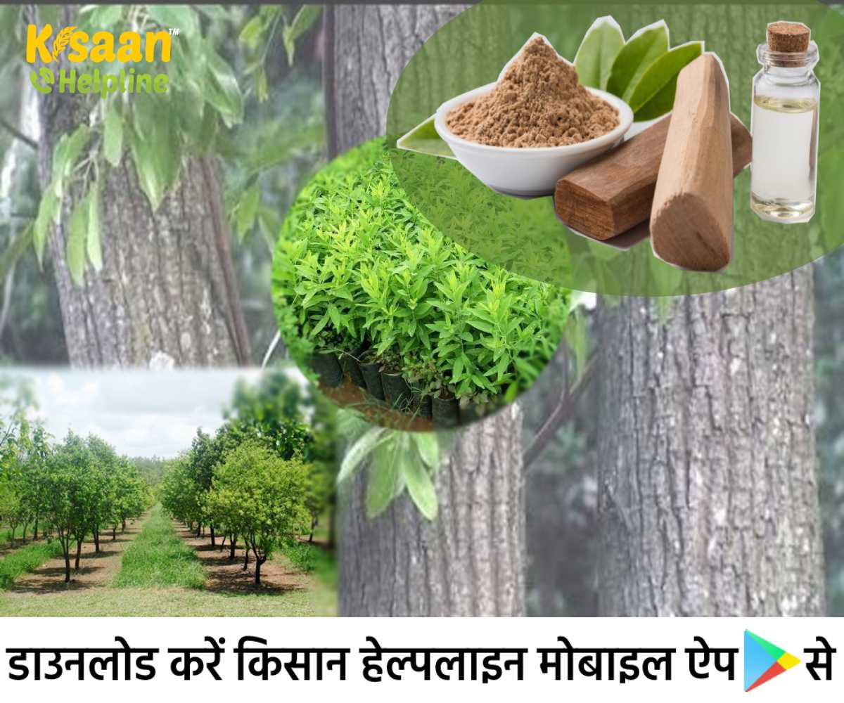 इस पेड़ की खेती से हो सकती है अच्छी कमाई, लाखों-करोड़ों रूपये कमाने का अच्छा Business Idea