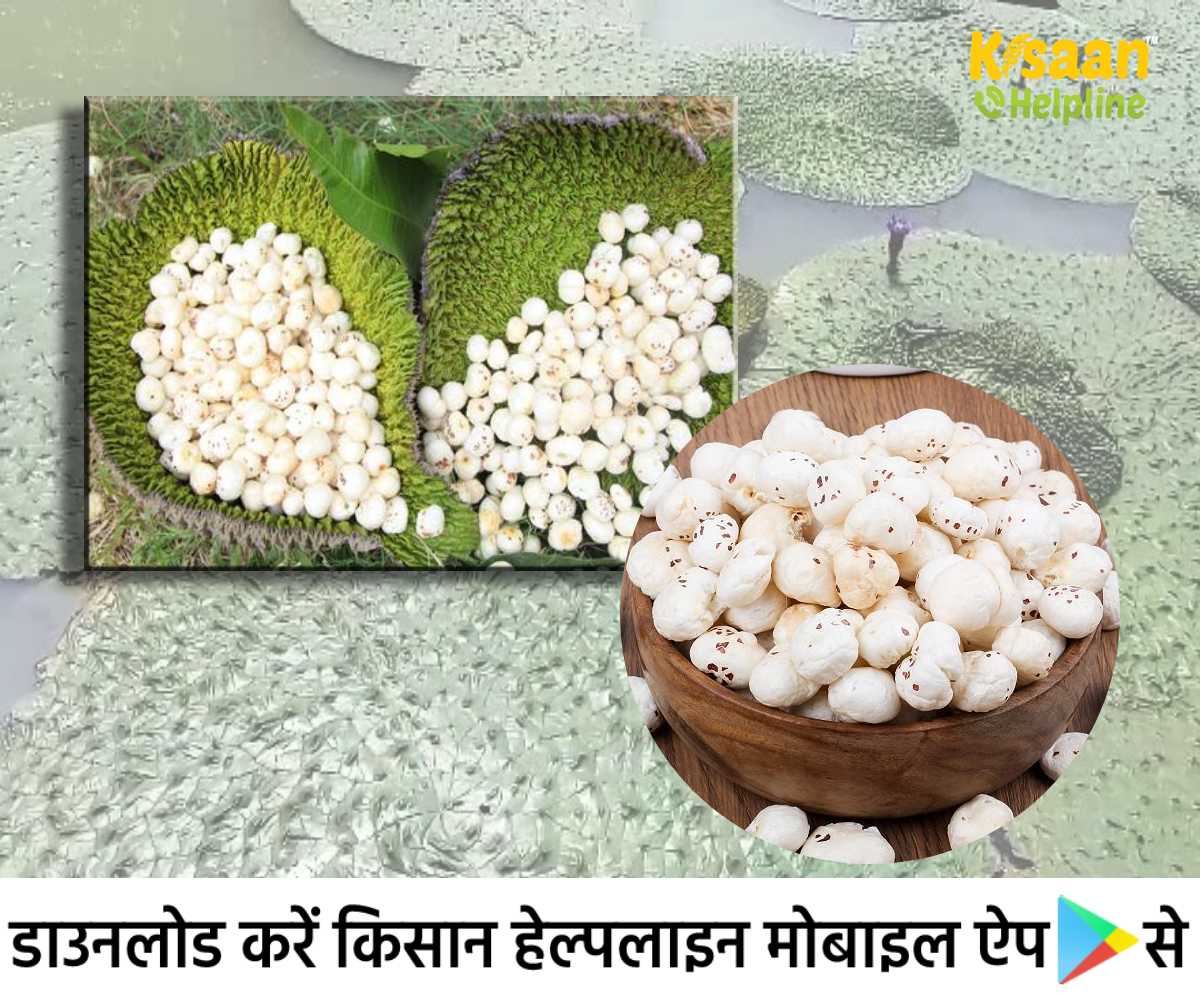 प्रति एकड़ लगभग 70 हजार रुपये का शुद्ध लाभ कमाया जा सकता है मखाने की खेती प्रति एकड़ लगभग 70 हजार रुपये का शुद्ध लाभ कमाया जा सकता है मखाने की खेती