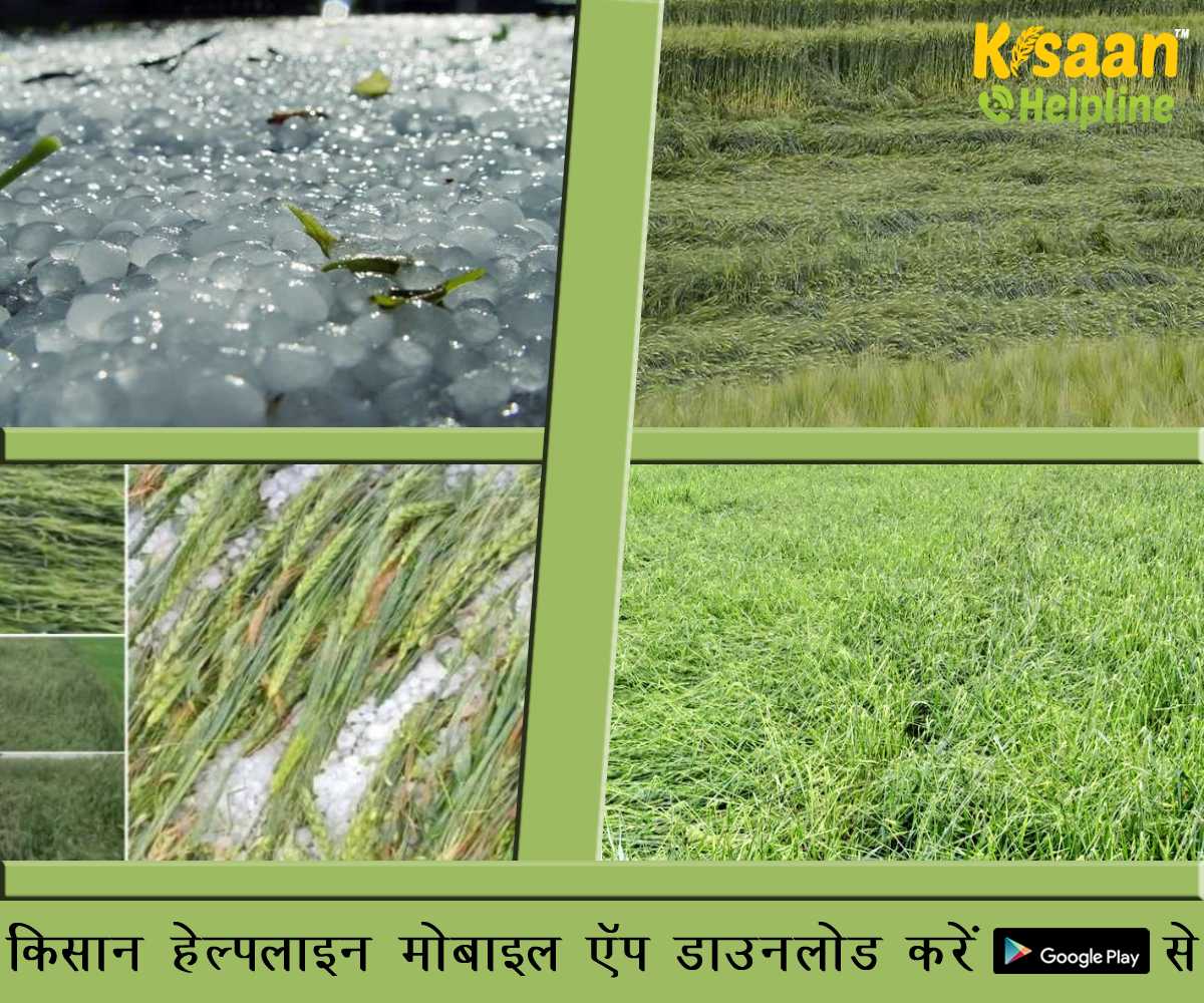 मध्य प्रदेश के मुख्यमंत्री शिवराज सिंह चौहान ने फसल क्षति के आकलन के लिए सर्वे के आदेश दिए मध्य प्रदेश के मुख्यमंत्री शिवराज सिंह चौहान ने फसल क्षति के आकलन के लिए सर्वे के आदेश दिए