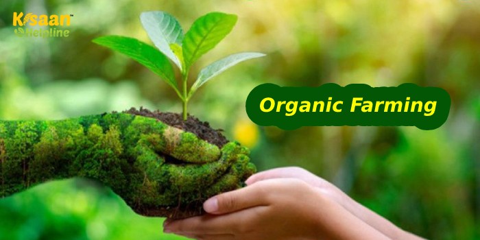 जानिए जैविक खेती करने की प्रक्रिया के बारे में जानिए जैविक खेती करने की प्रक्रिया के बारे में