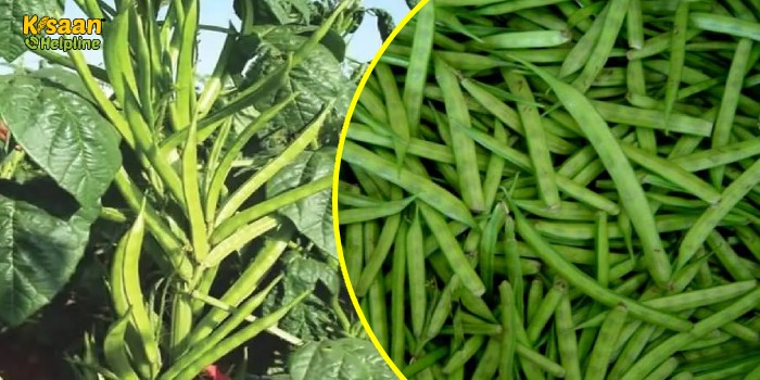 जायद सीजन में किसान करें, अच्छी उपज और उत्तम पशु आहार के लिए ग्वार की खेती