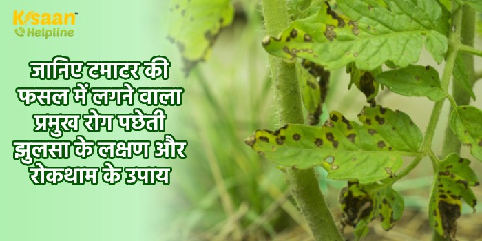 जानिए टमाटर की फसल में लगने वाला प्रमुख रोग पछेती झुलसा के लक्षण और रोकथाम के उपाय