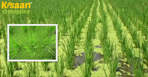 दो सौ रुपये का नीला हरा शैवाल जो आपके बचाएगा हजारों रुपये दो सौ रुपये का नीला हरा शैवाल जो आपके बचाएगा हजारों रुपये