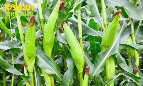 स्वीट कॉर्न (मीठी मक्का) की वैज्ञानिक खेती , आइये जानते है स्वीट कॉर्न की उन्नत खेती के बारे में